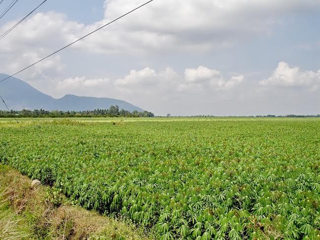 Tay Ninh៖ពង្រីកគ្រប់កំលាំងក្នុងការកសាងជនបទថ្មី។ - ảnh 2